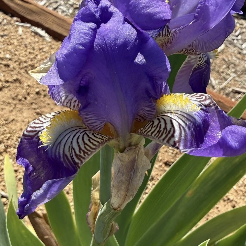 1 NEGLECTA NEGLECTA IRIS FOR SALE ONLINE