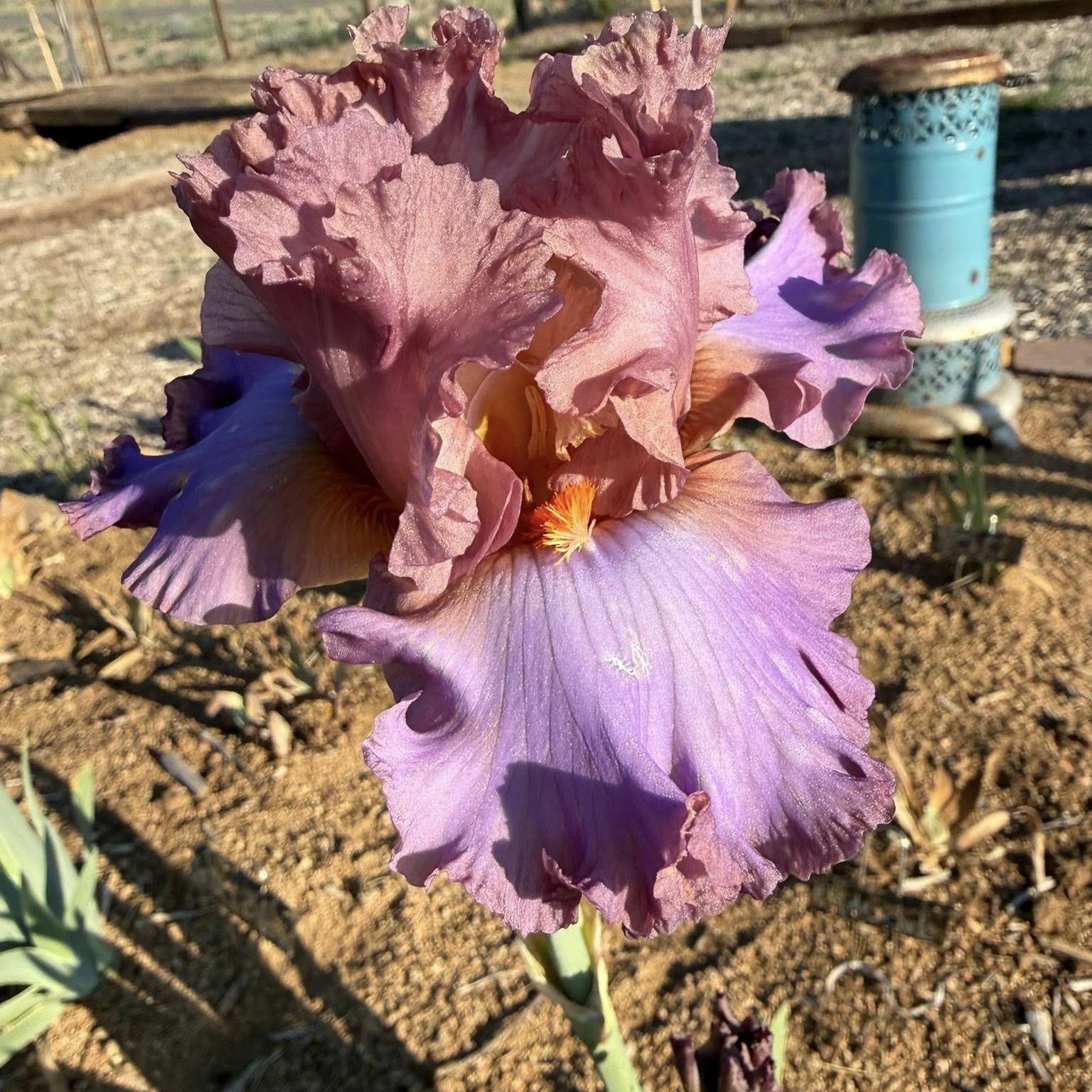 PARISIAN TEX IRIS FOR SALE ONLINE