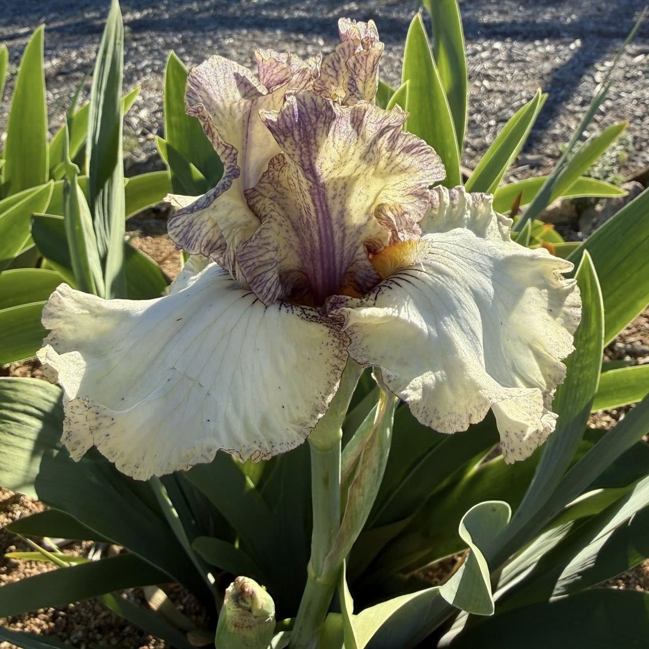 PROGRESSIVE ATTITUDE IRIS FOR SALE ONLINE