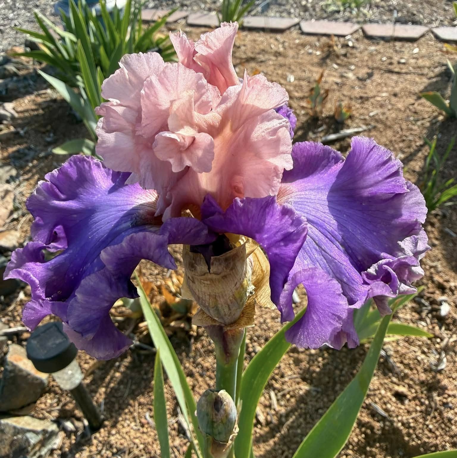 1 SHARE THE LOVE SHARE THE LOVE IRIS FOR SALE ONLINE
