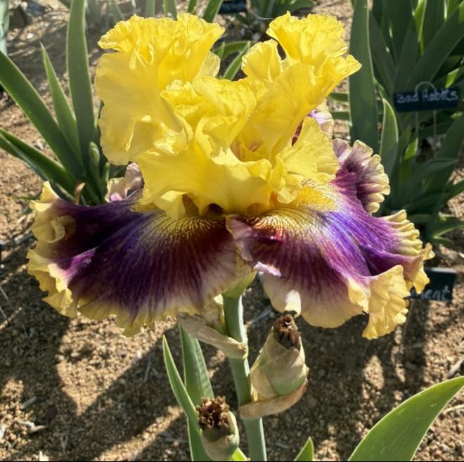 SHEMOZZLE IRIS FOR SALE ONLINE
