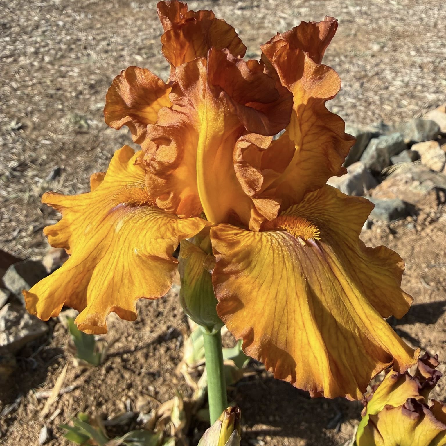 SPICE TRADER IRIS FOR SALE ONLINE