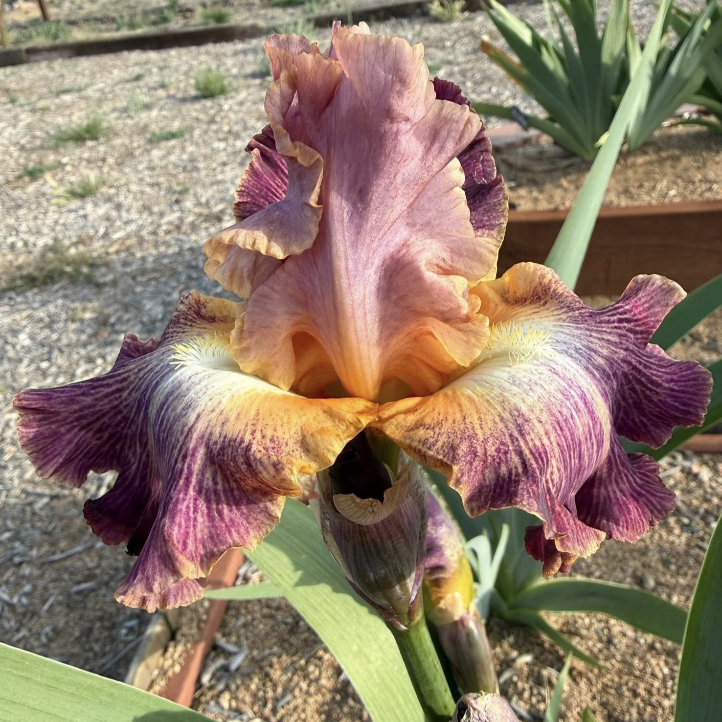 1 STAGE LIGHTS STAGE LIGHTS IRIS FOR SALE ONLINE