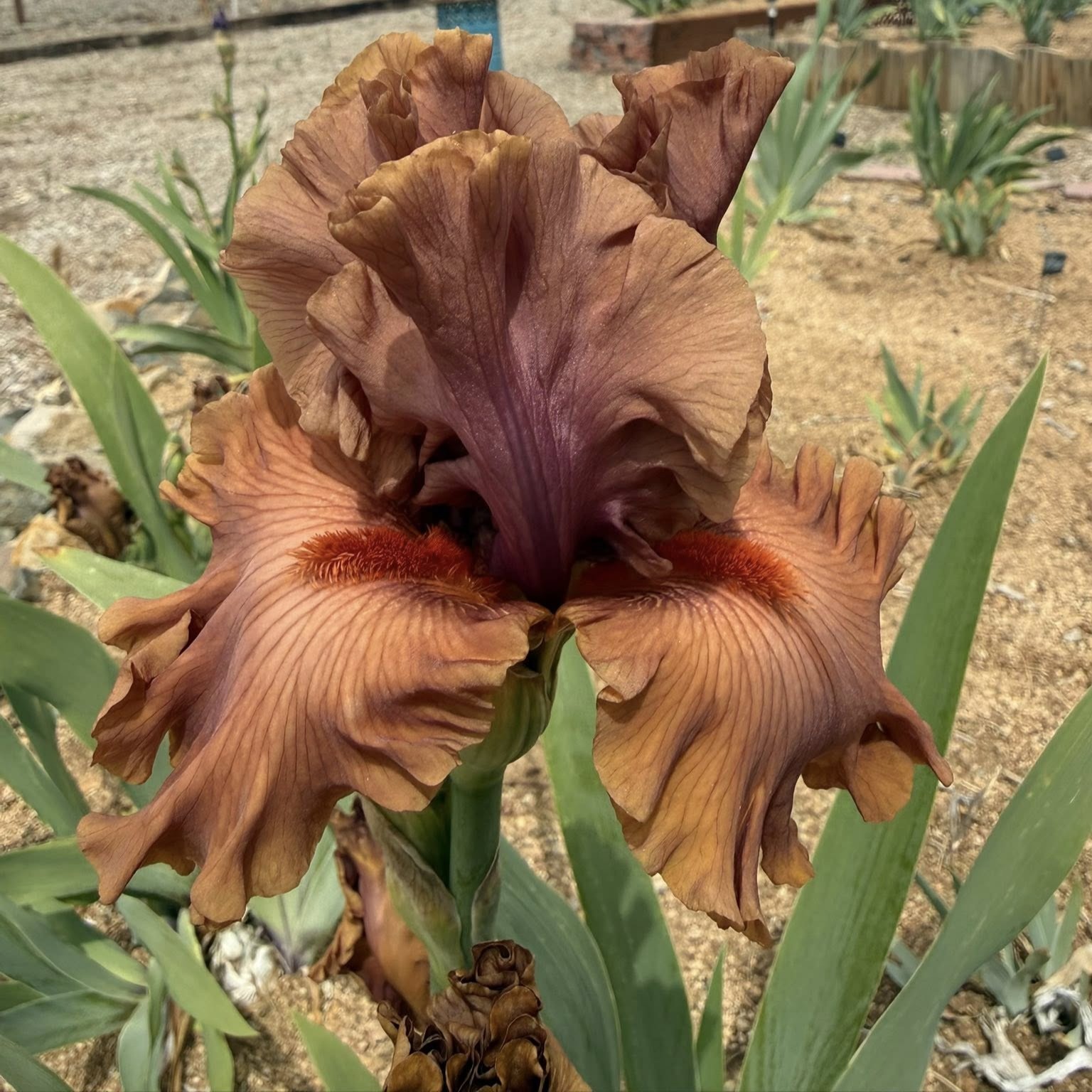 1 STORMSCAPE STORMSCAPE IRIS FOR SALE ONLINE