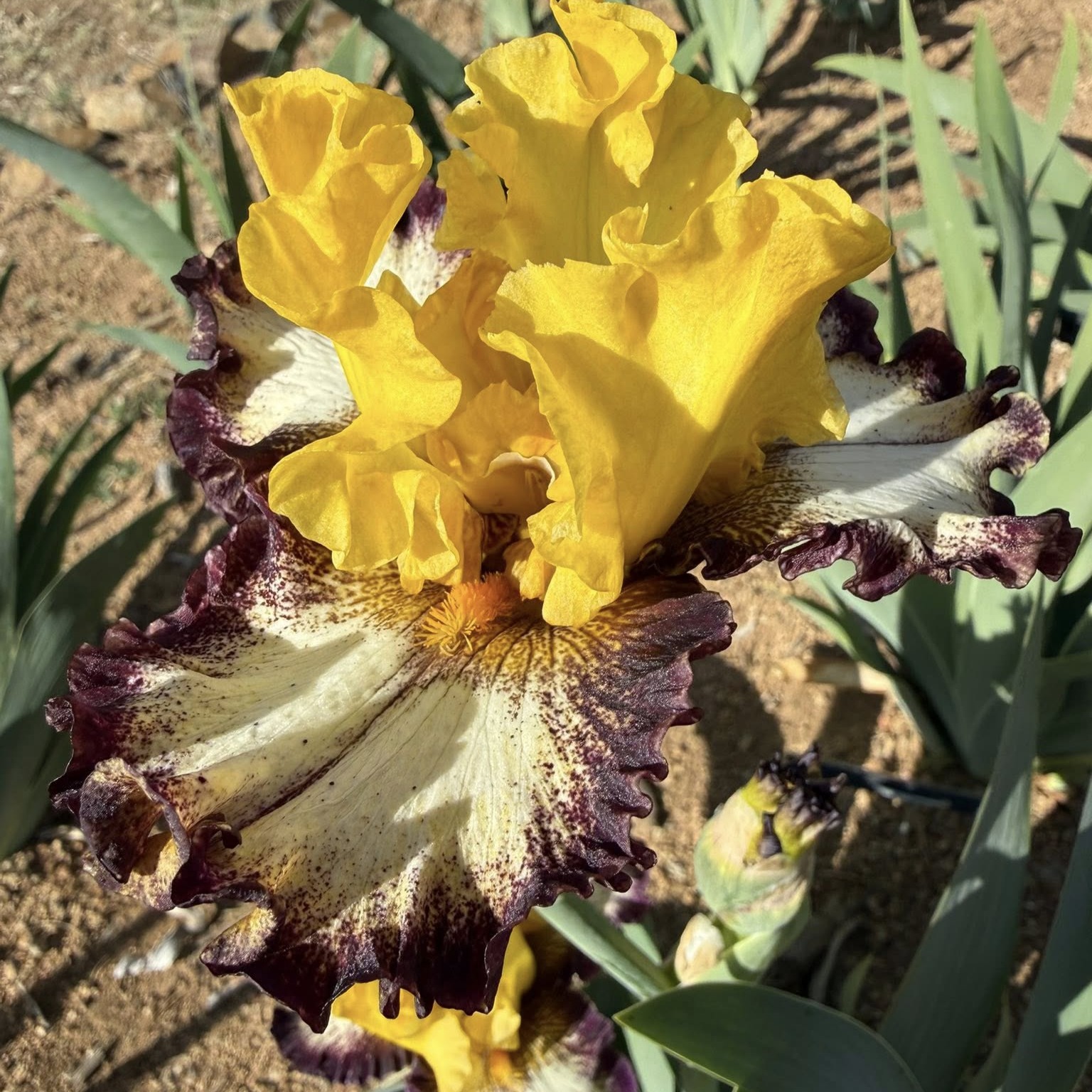 SUGGESTION IRIS FOR SALE ONLINE