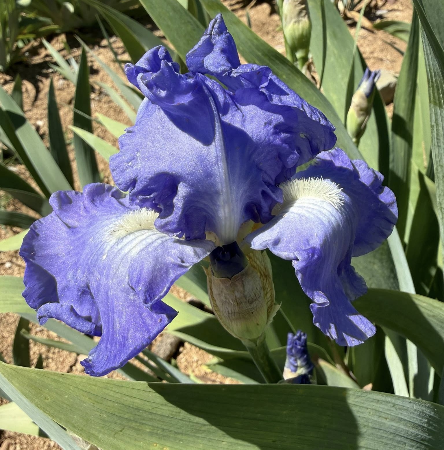 VICTORIA FALLS IRIS FOR SALE ONLINE