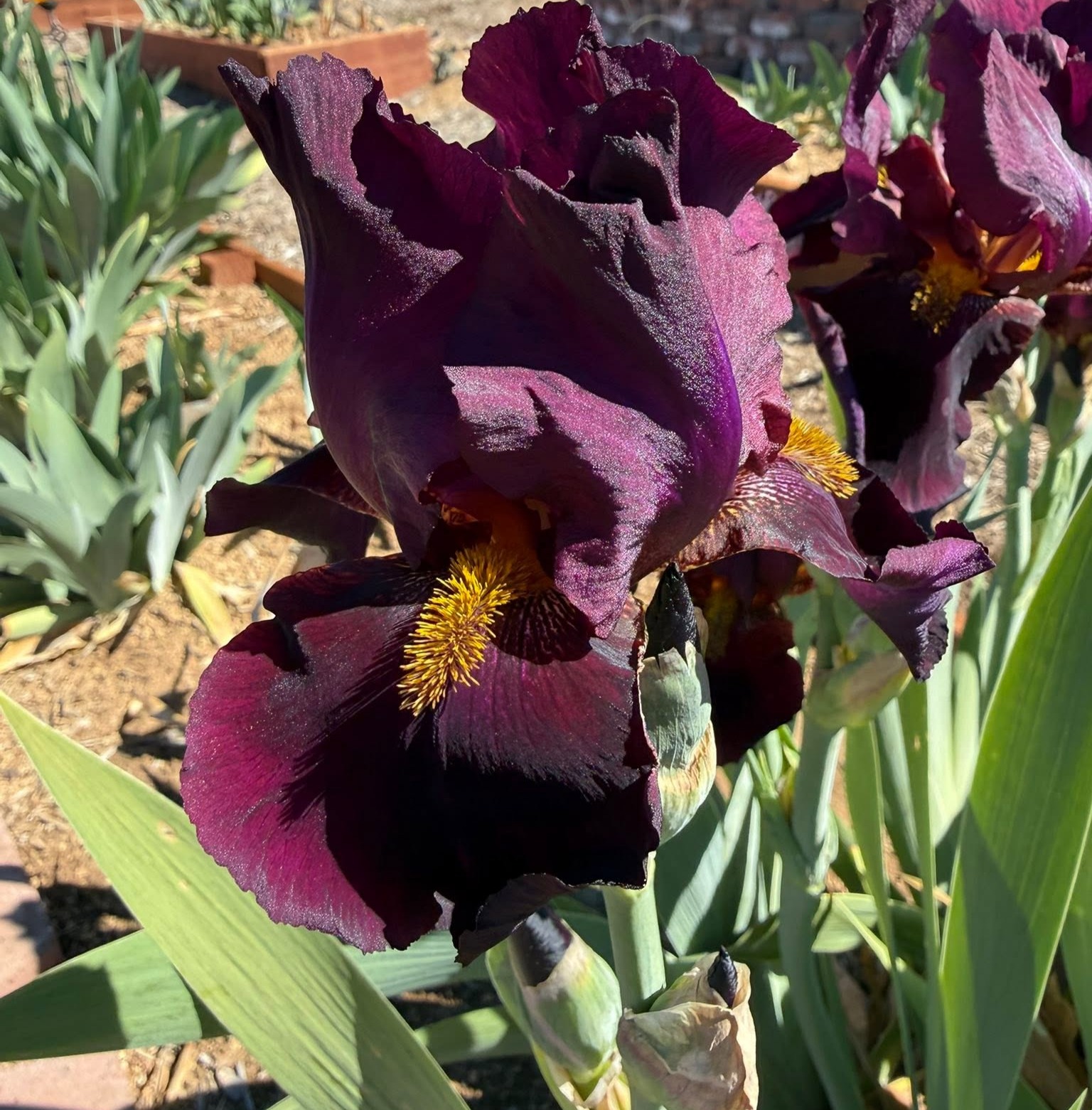 IDA RED IRIS FOR SALE ONLINE